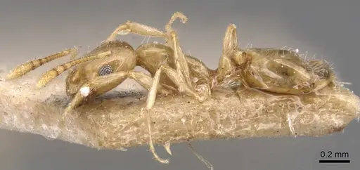 Monomorium schultzei specimen CASENT0904593 image casent0904593_3