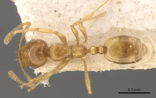Monomorium schultzei specimen CASENT0908717 image casent0908717_1
