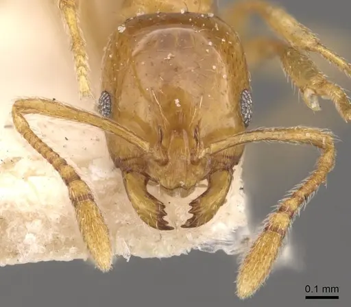 Monomorium schultzei specimen CASENT0908717 image casent0908717_2