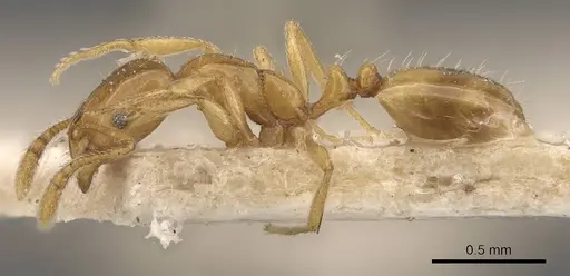 Monomorium schultzei specimen CASENT0908717 image casent0908717_3