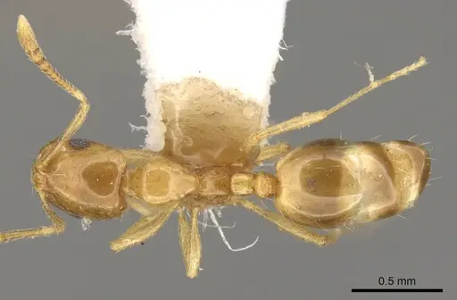 Monomorium schultzei specimen CASENT0914326 image casent0914326_1
