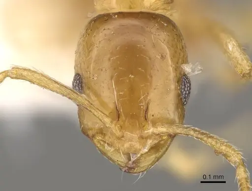 Monomorium schultzei specimen CASENT0914326 image casent0914326_2