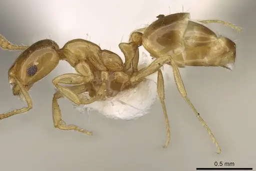 Monomorium schultzei specimen CASENT0914326 image casent0914326_3