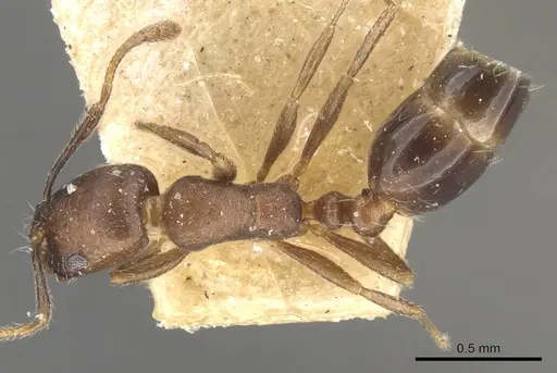 Monomorium schurri specimen CASENT0902223 image casent0902223_1