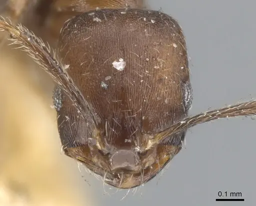 Monomorium schurri specimen CASENT0902223 image casent0902223_2