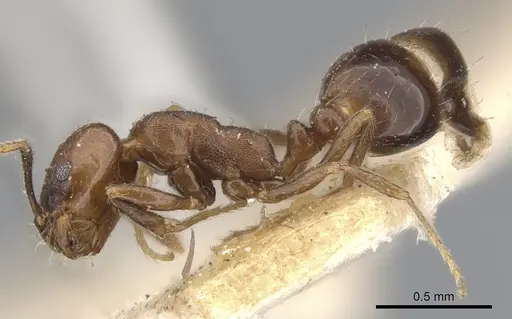 Monomorium schurri specimen CASENT0902223 image casent0902223_3