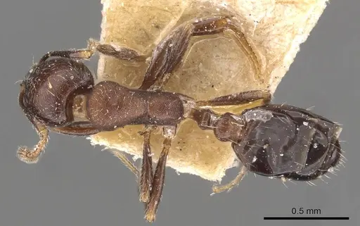 Monomorium schurri specimen CASENT0908746 image casent0908746_1