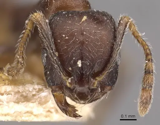 Monomorium schurri specimen CASENT0908746 image casent0908746_2