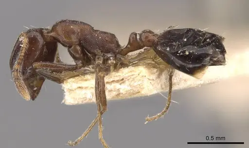 Monomorium schurri specimen CASENT0908746 image casent0908746_3