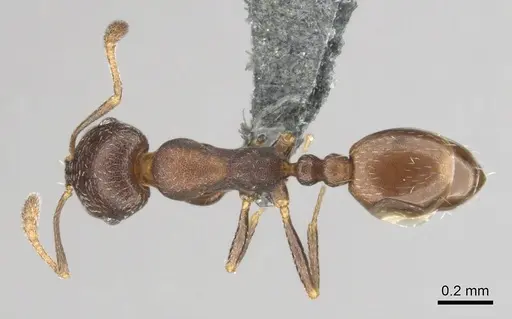 Monomorium setuliferum specimen CASENT0257351 image casent0257351_1