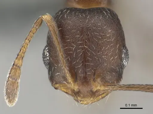 Monomorium setuliferum specimen CASENT0257351 image casent0257351_2