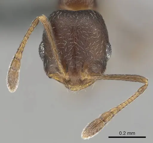 Monomorium setuliferum specimen CASENT0257351 image casent0257351_3