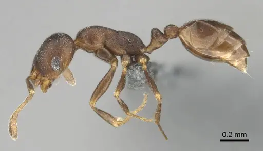 Monomorium setuliferum specimen CASENT0257351 image casent0257351_4