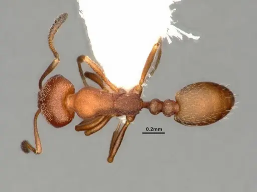 Monomorium setuliferum specimen CASENT0884331 image casent0884331_1