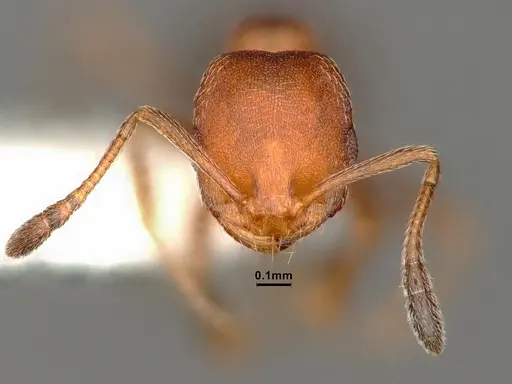Monomorium setuliferum specimen CASENT0884331 image casent0884331_2