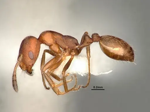 Monomorium setuliferum specimen CASENT0884331 image casent0884331_3
