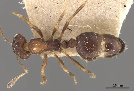 Monomorium setuliferum specimen CASENT0908719 image casent0908719_1