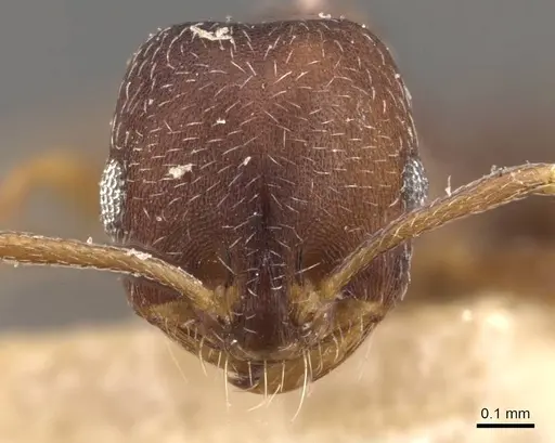 Monomorium setuliferum specimen CASENT0908719 image casent0908719_2