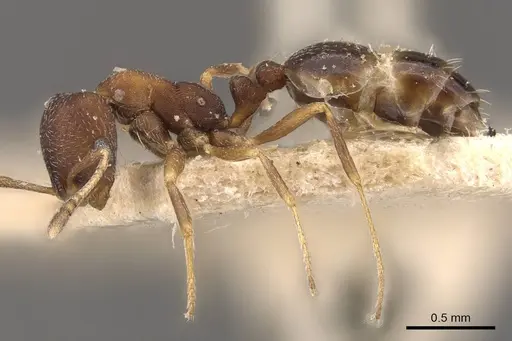 Monomorium setuliferum specimen CASENT0908719 image casent0908719_3