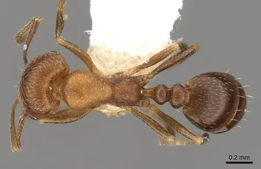Monomorium setuliferum specimen CASENT0914402 image casent0914402_1