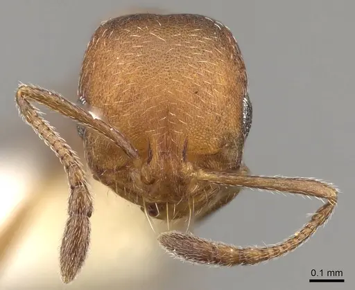 Monomorium setuliferum specimen CASENT0914402 image casent0914402_2