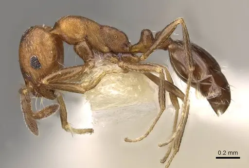 Monomorium setuliferum specimen CASENT0914402 image casent0914402_3