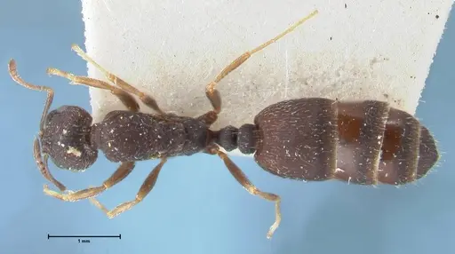 Monomorium setuliferum specimen FOCOL1680 image focol1680_1
