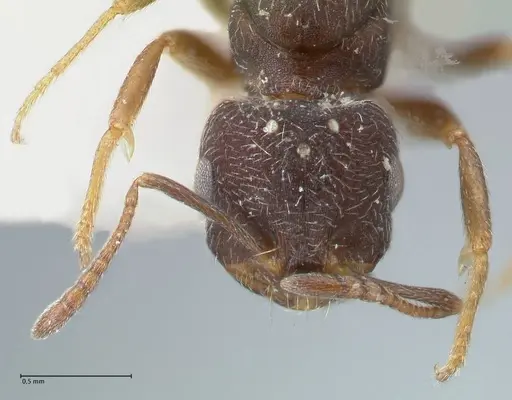 Monomorium setuliferum specimen FOCOL1680 image focol1680_2