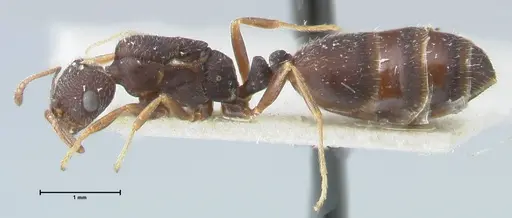 Monomorium setuliferum specimen FOCOL1680 image focol1680_3