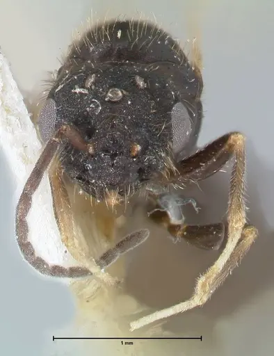 Monomorium setuliferum specimen FOCOL1681 image focol1681_2