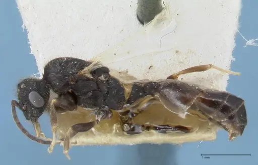 Monomorium setuliferum specimen FOCOL1681 image focol1681_3