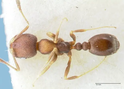 Monomorium setuliferum specimen FOCOL1682 image focol1682_1