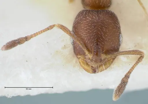 Monomorium setuliferum specimen FOCOL1682 image focol1682_2