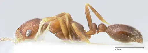Monomorium setuliferum specimen FOCOL1682 image focol1682_3