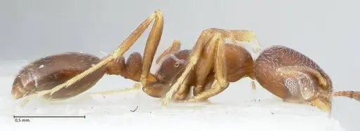 Monomorium setuliferum specimen FOCOL1682 image focol1682_4