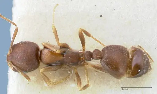 Monomorium setuliferum specimen FOCOL1683 image focol1683_1
