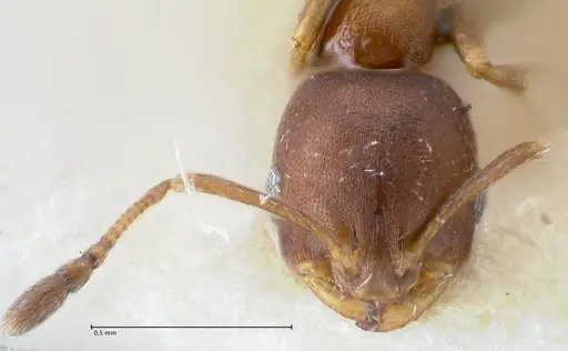 Monomorium setuliferum specimen FOCOL1683 image focol1683_2