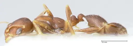 Monomorium setuliferum specimen FOCOL1683 image focol1683_3