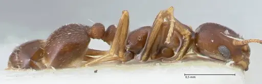 Monomorium setuliferum specimen FOCOL1683 image focol1683_4