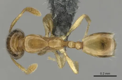 Monomorium shilohense specimen CASENT0252793 image casent0252793_1