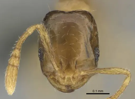 Monomorium shilohense specimen CASENT0252793 image casent0252793_2