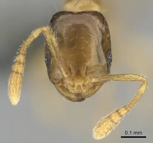 Monomorium shilohense specimen CASENT0252793 image casent0252793_3