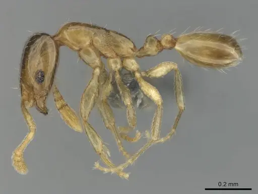 Monomorium shilohense specimen CASENT0252793 image casent0252793_4