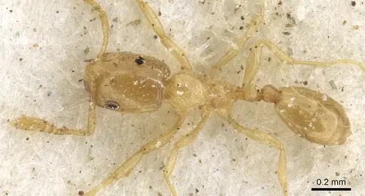Monomorium shilohense specimen CASENT0902264 image casent0902264_1