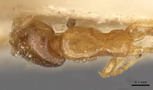 Monomorium shilohense specimen CASENT0908692 image casent0908692_1