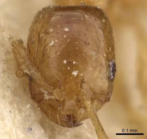 Monomorium shilohense specimen CASENT0908692 image casent0908692_2