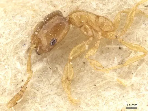 Monomorium shilohense specimen CASENT0908692 image casent0908692_3