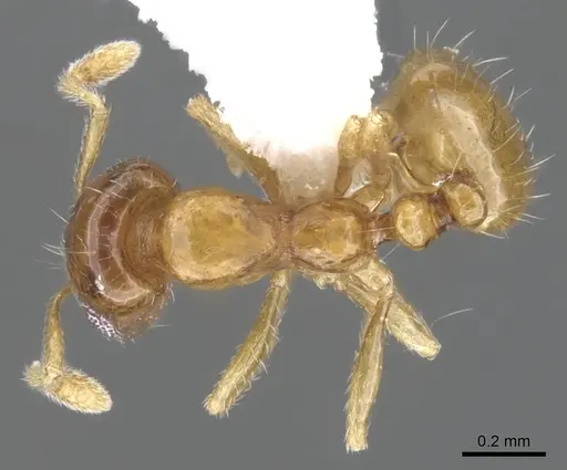 Monomorium silaceum specimen CASENT0902323 image casent0902323_1