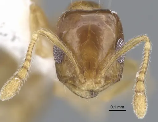 Monomorium silaceum specimen CASENT0902323 image casent0902323_2