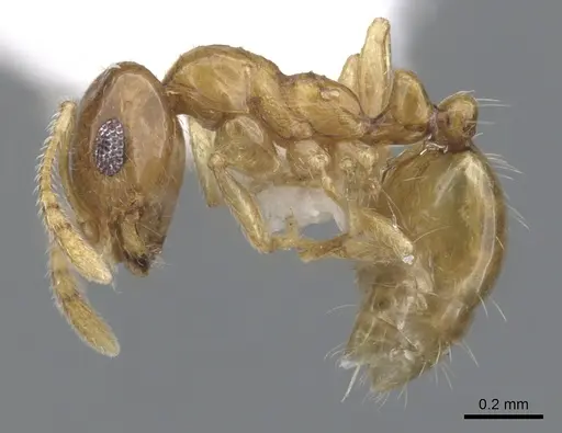 Monomorium silaceum specimen CASENT0902323 image casent0902323_3